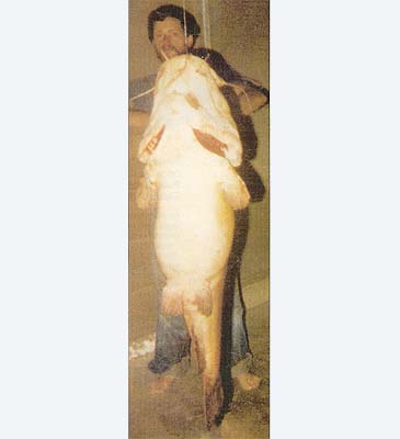 Record photograph for Pylodictis olivaris